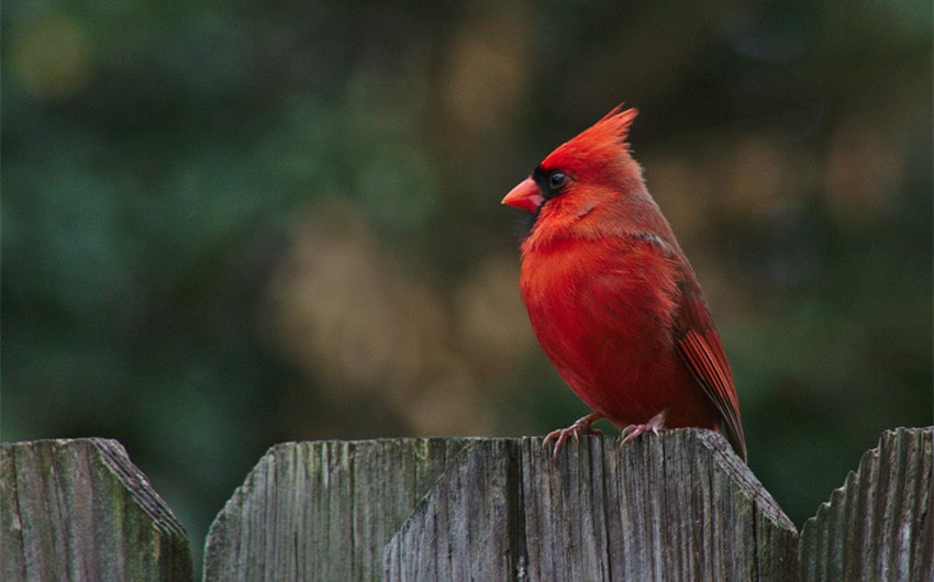 Lifespan of Cardinals