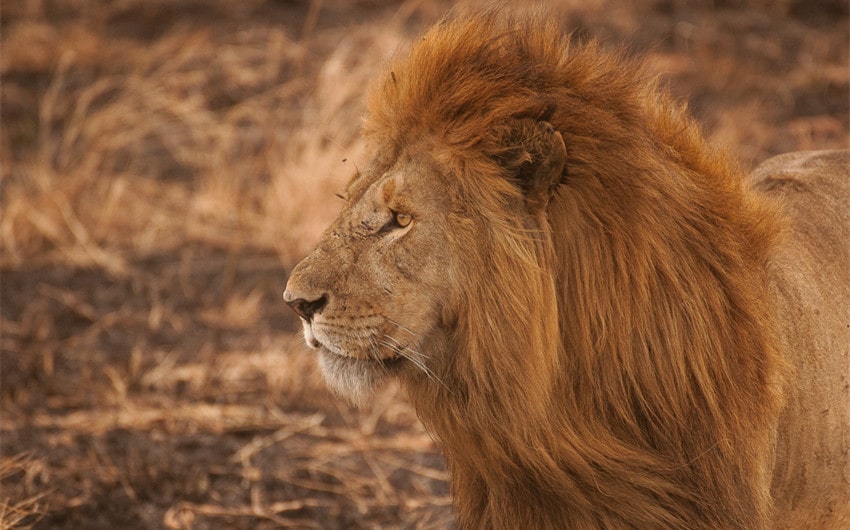 Lion