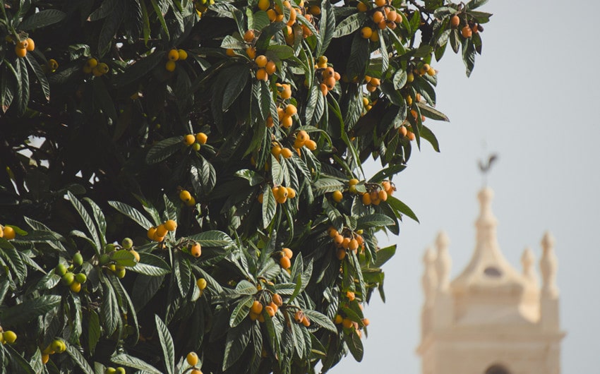 Loquat