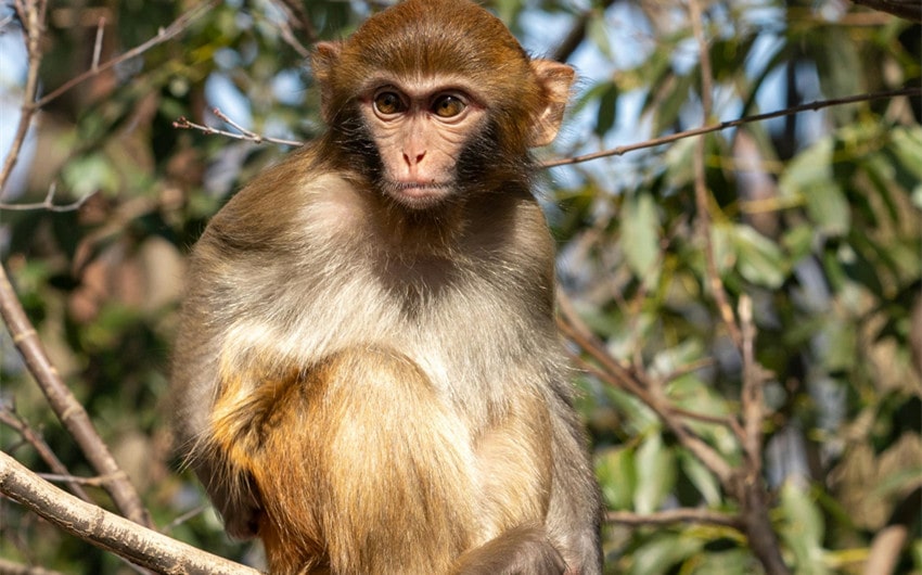 Macaque