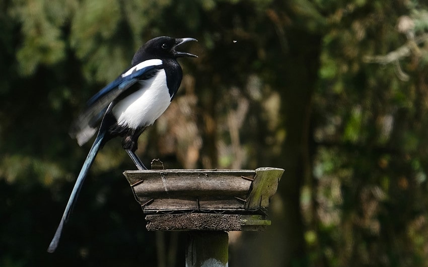 Magpie