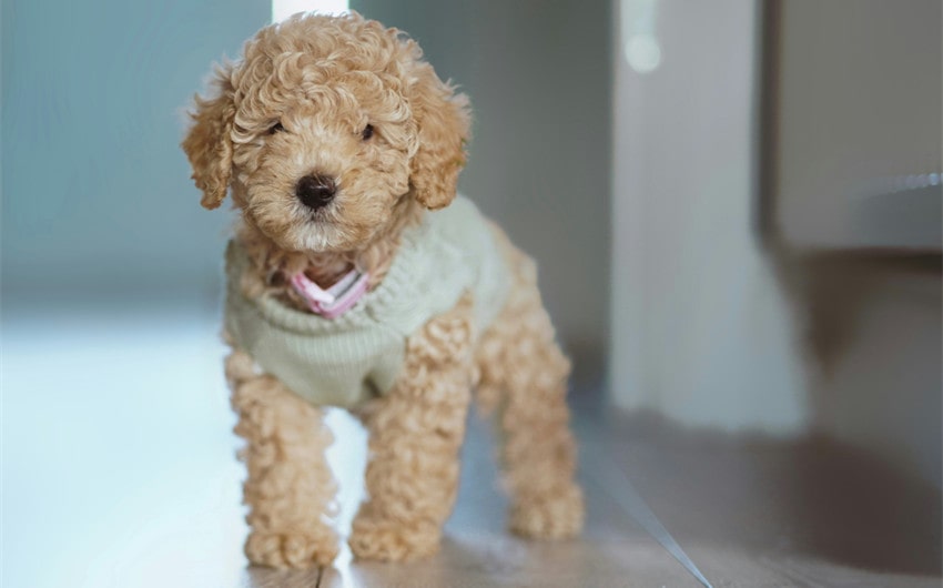 Miniature Poodle