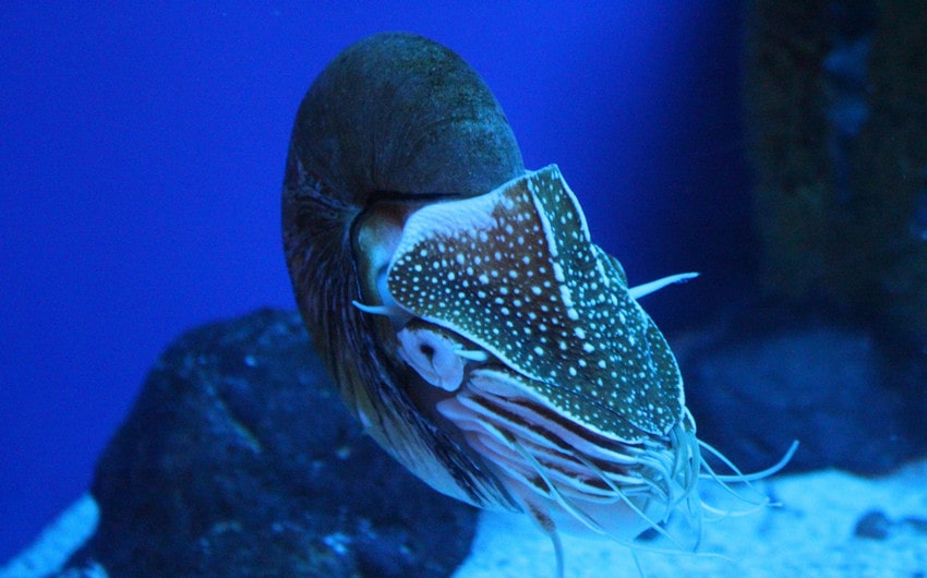 Nautilus