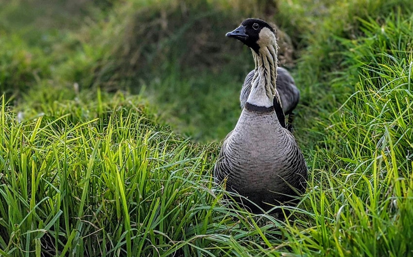 Nene