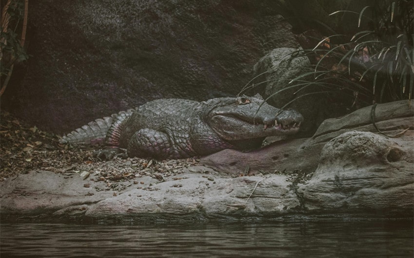 Nile Crocodile