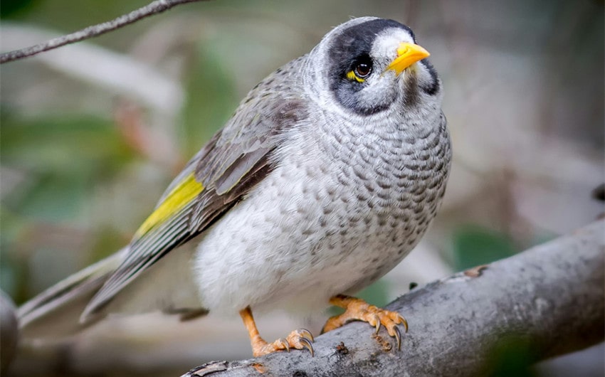 Noisy Miner