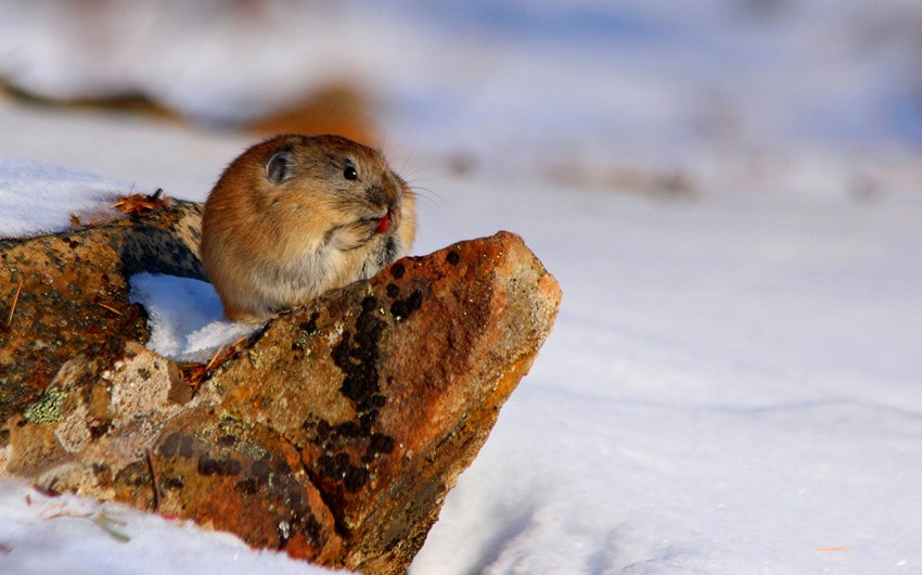 Northern Pika