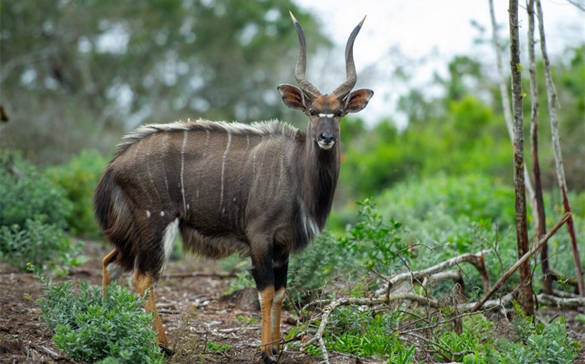 Nyala