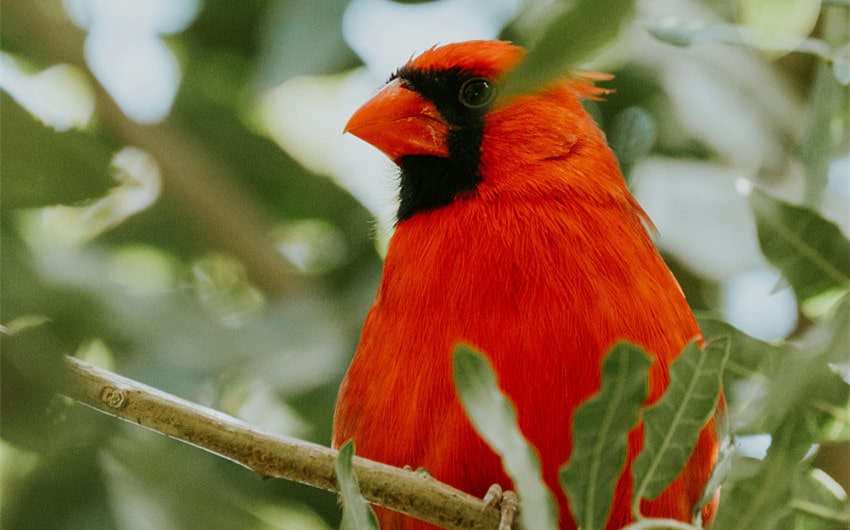 Overview of Cardinals