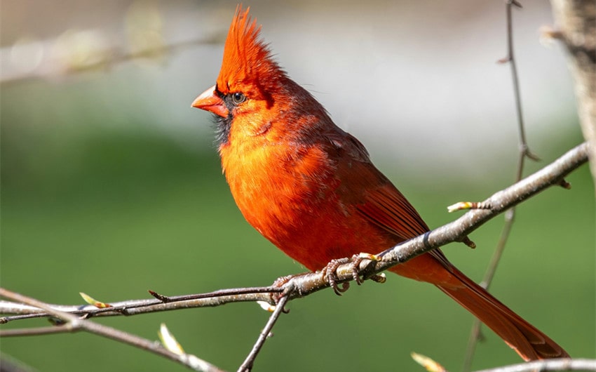 Physical Characteristics of the Red Cardinal