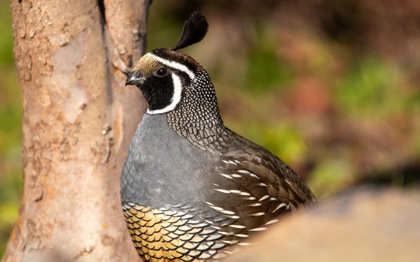 Quail