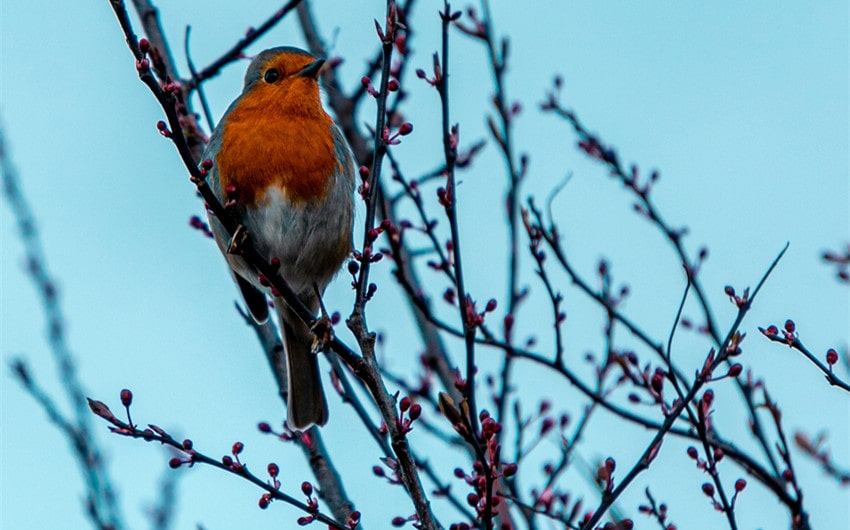 Red Robin