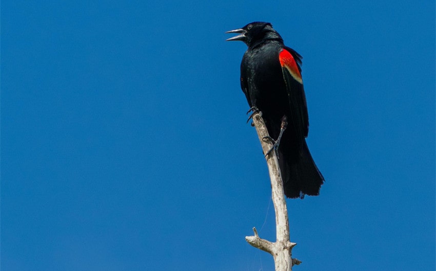 Red-Winged Blackbird