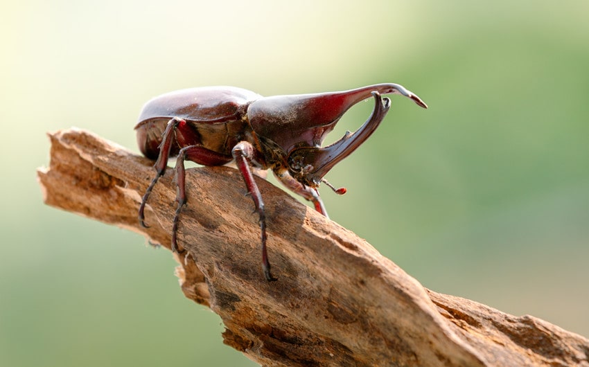 Rhinoceros Beetles