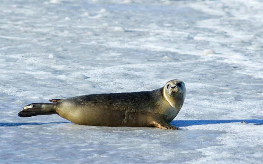 Seal