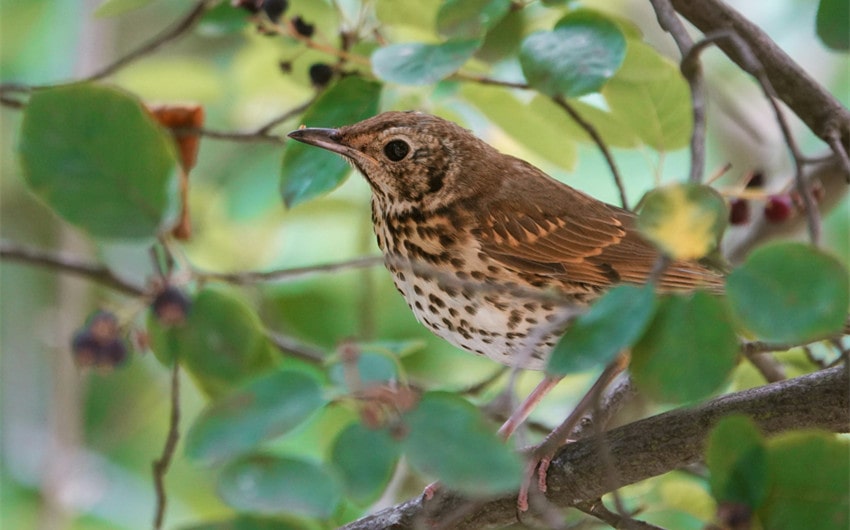 Song Thrush