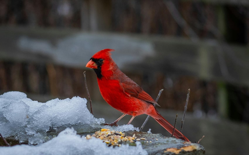 Spiritual Symbolism of the Red Cardinal
