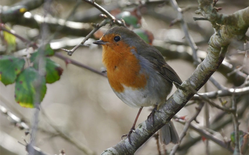 Spiritual Symbolism of the Red Robin