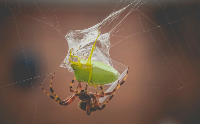 The Diet of Spiders