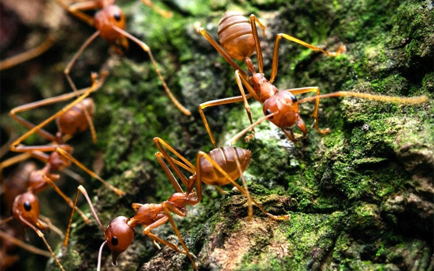 Weaver Ants