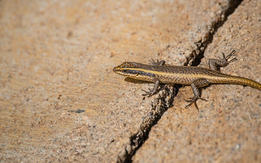 What to Do If You Encounter a Skink