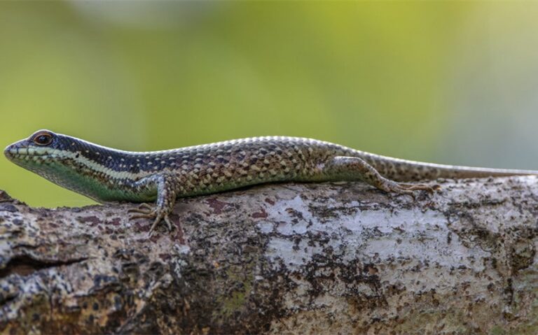 Are Skinks Poisonous? Learn the Facts About These Lizards