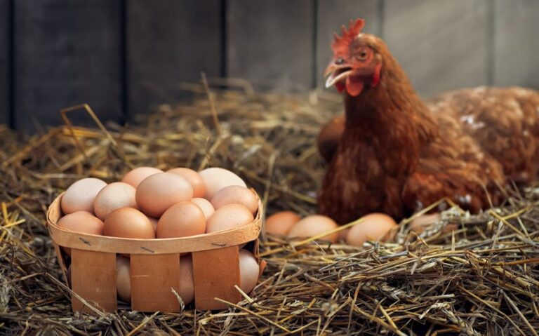 Top 8 Best Egg Laying Chickens for High Egg Production