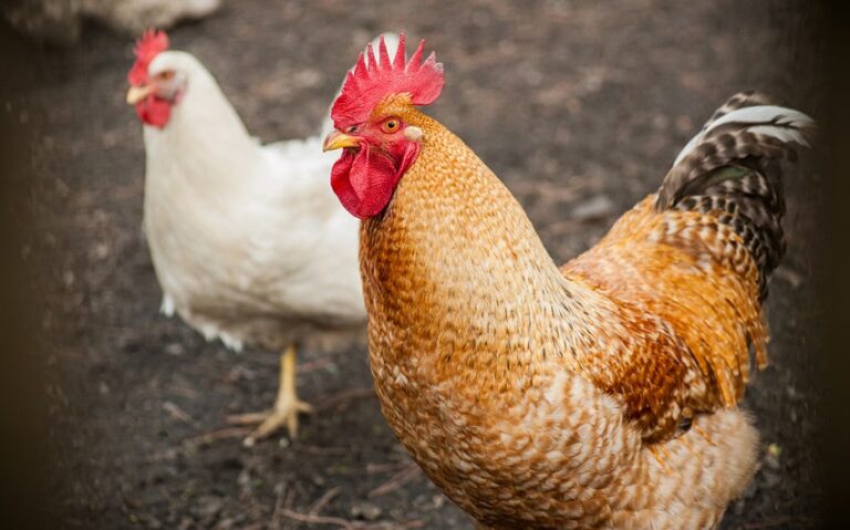 Top 7 Breeds Competing for the Biggest Chicken in the World