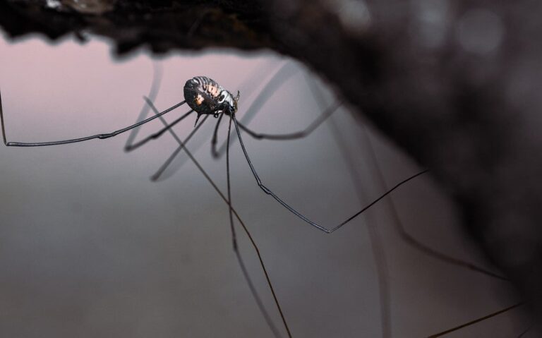 Do Daddy Long Legs Make Webs? Here’s What You Should Know