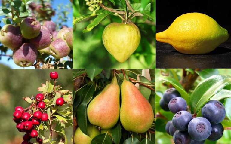 14 Delicious and Nutritious Fruits That Start With E