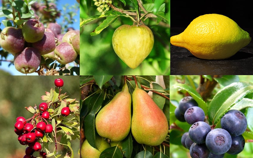 fruits that start with e