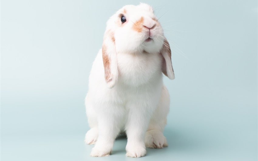 holland lop