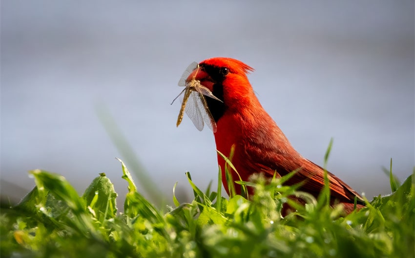 how long do cardinals live