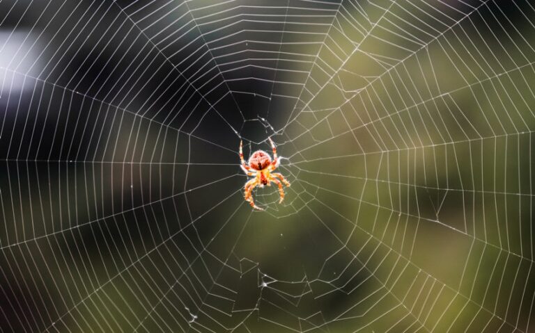 How Many Legs Do Spiders Have? Unveiling the Fun Facts