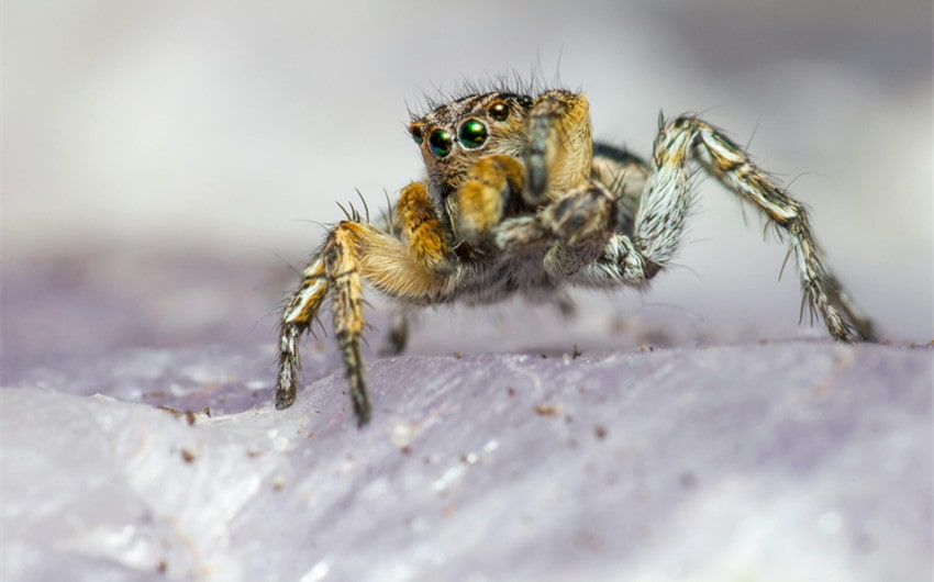 jumping spiders Care Tips