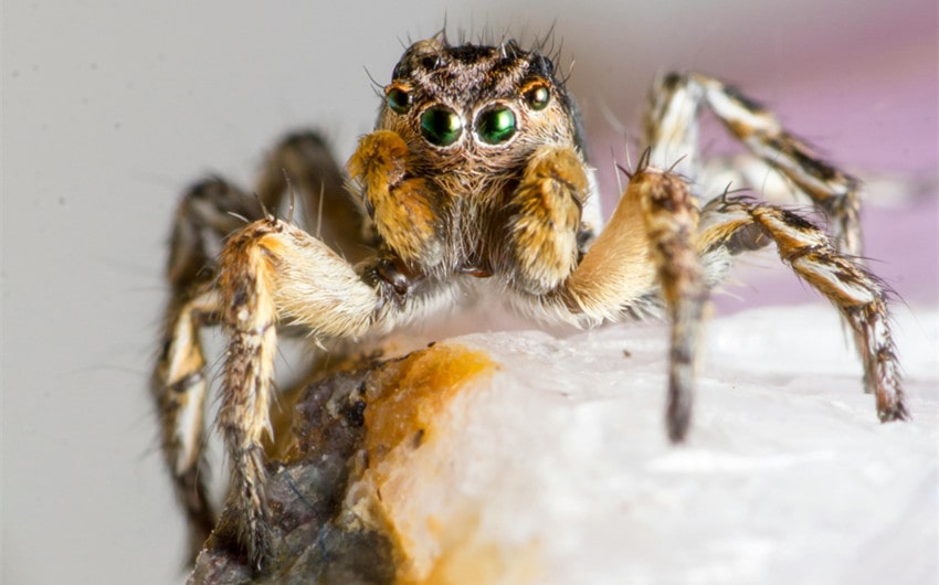 jumping spiders FAQ