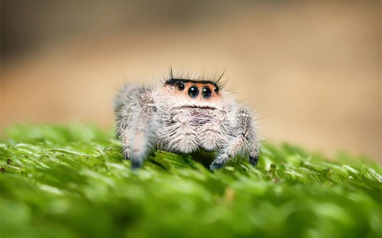 How to Successfully Keep Jumping Spiders as Pets