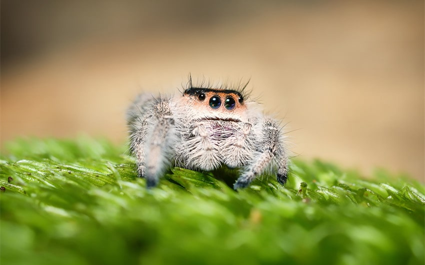 jumping spiders as pets