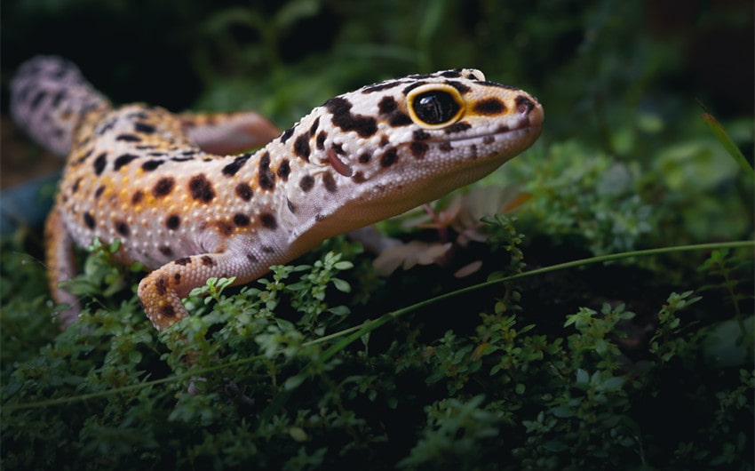 leopard gecko lifespan