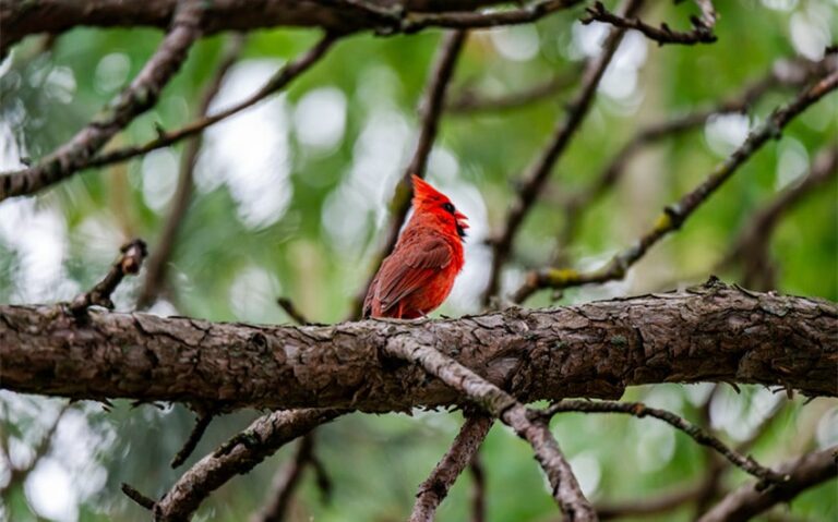 Understanding the 9 Red Cardinal Spiritual Meaning Symbols