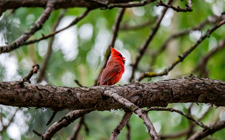 red cardinal spiritual meaning
