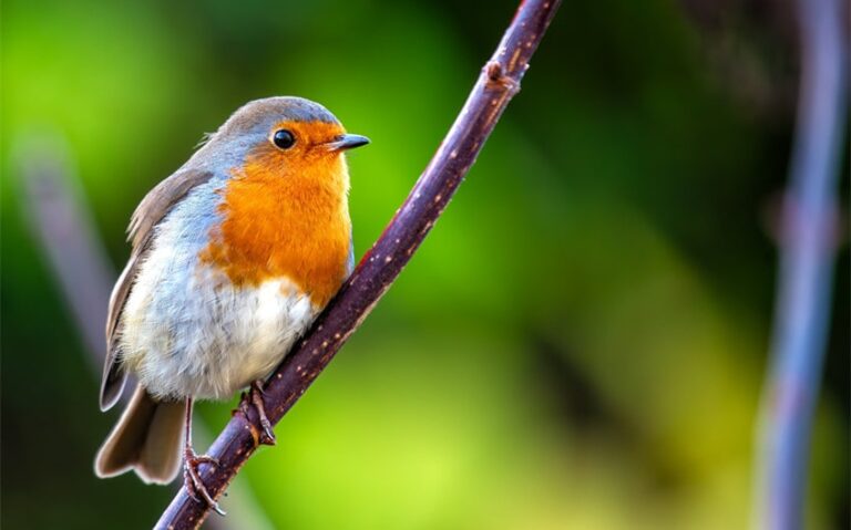 Unveil 8 Hidden Messages of Red Robin Spiritual Meaning