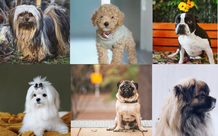 Discover 20 Small Dog Breeds That Are Perfect for Any Home