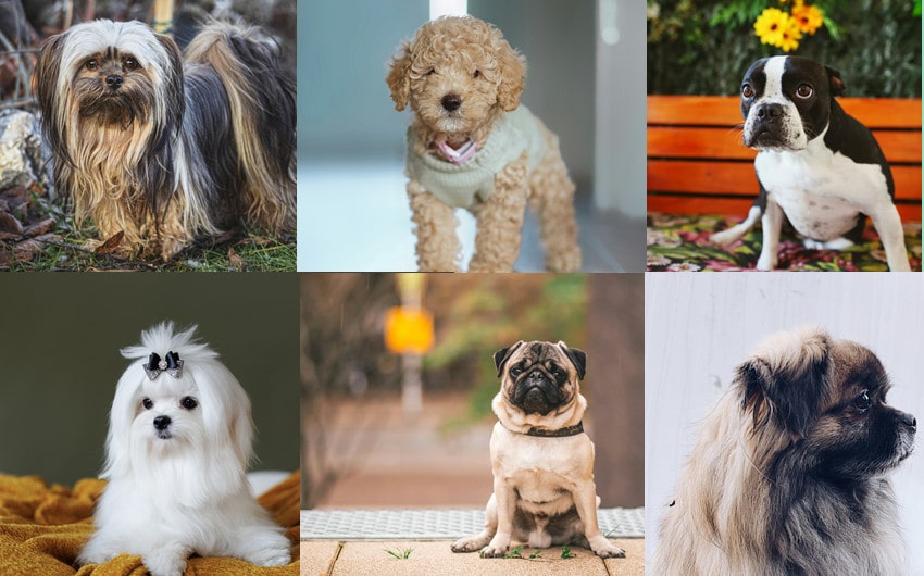 small dog breeds