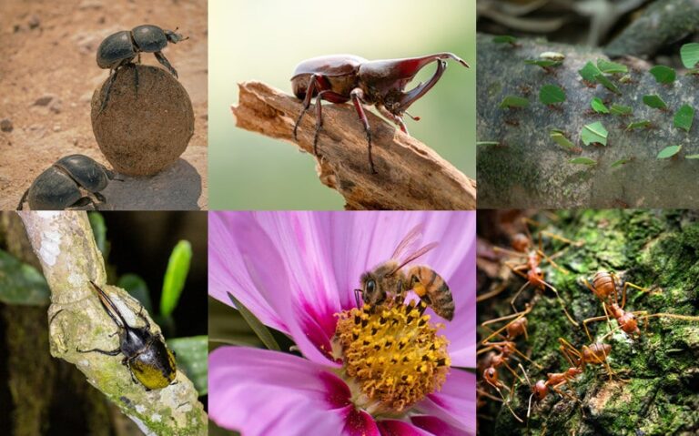 Discover the 7 Strongest Insects That Defy the Odds