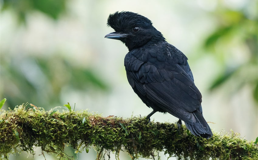 umbrellabird