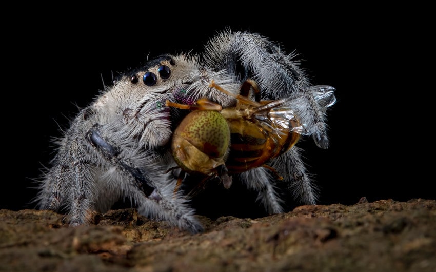 what do spiders eat