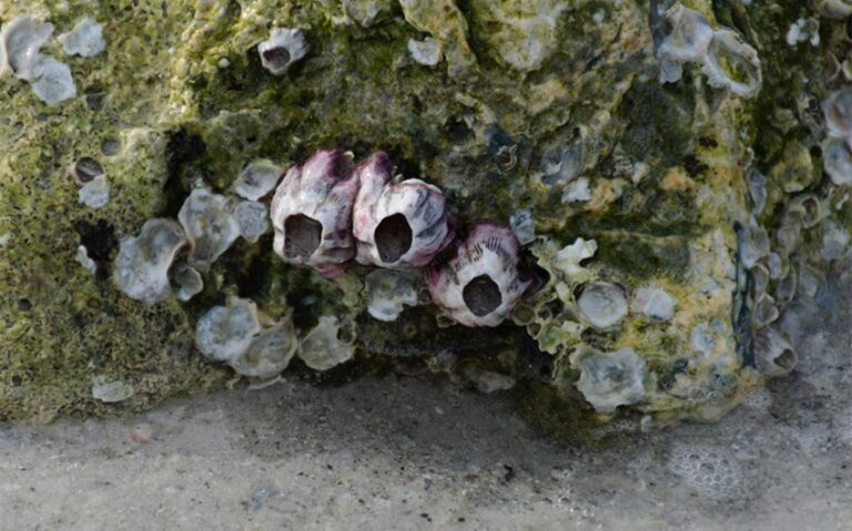 What is a Barnacle? Explore 6 Important Aspects of Their Life