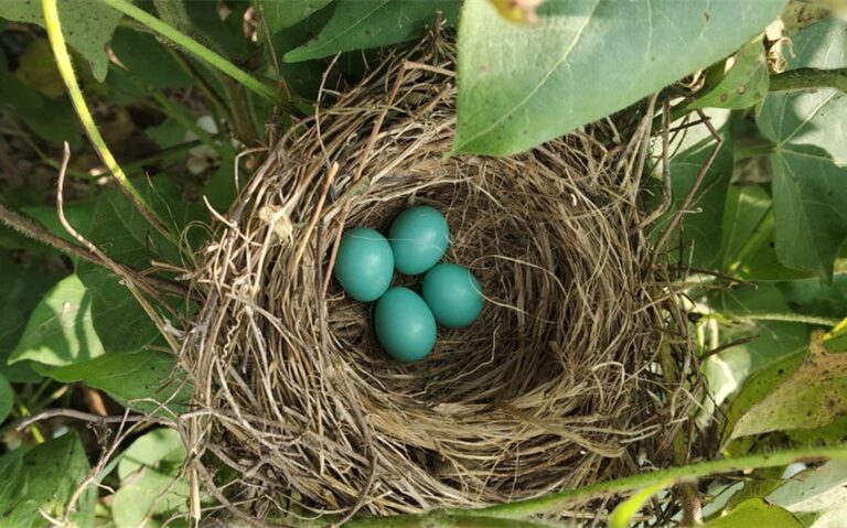 What Kind of Bird Lays Blue Eggs? 9 Surprising Species