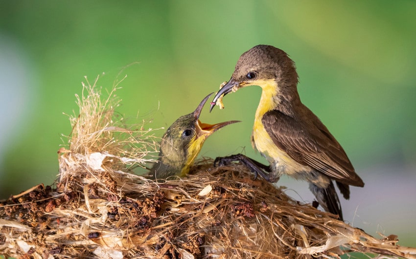 what to feed a baby bird